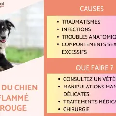 Un chien noir et blanc a le pénis enflammé et rouge. L'image liste les causes et les actions à entreprendre.