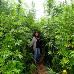 Konopie autoflowering na słońcu: Uprawa bez lamp na parapecie