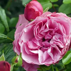 Eine zarte rosa Rose blüht, umgeben von Knospen und grünen Blättern. Perfekt, um zu wissen, wann Rosen pflanzen.