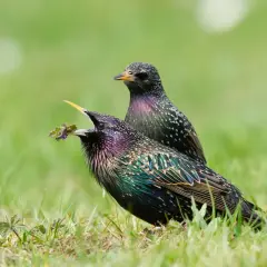Zwei bunte Stare im Gras. Einer mit geöffnetem Schnabel und Futter, zeigt, wie ein Star aussieht.