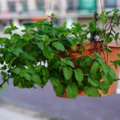 Jak przycinać miętę w doniczce, aby uniknąć jej osłabienia?