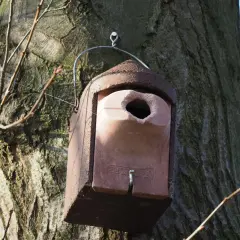 Ein Nistkasten für Spechte hängt an einem Baum.