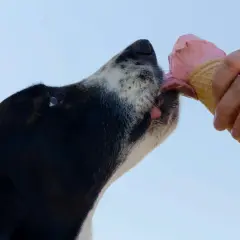 Un perro disfruta de un helado, un capricho que no forma parte de la dieta ideal de los cachorros.