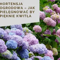 Varietà di ortensie in fiore, con sfumature di rosa, viola e blu. Un tripudio di colori che celebra i diversi tipi di ortensia.