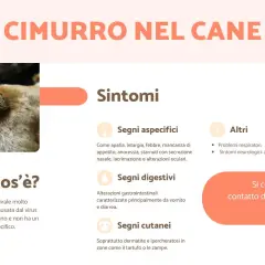 Immagine sul cimurro nel cane: sintomi come apatia, febbre, problemi respiratori e cutanei. Si contagia tramite fluidi.