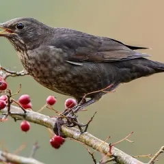 Eine Amsel mit Beeren im Schnabel. Hoffentlich ist sie nicht krank und findet genug Nahrung.