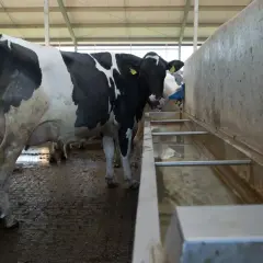 Czarno-biała krowa mleczna pije wodę z koryta w oborze.