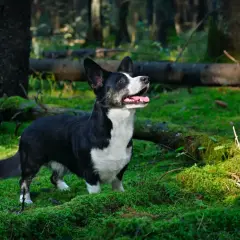 Czarny corgi cardigan z białym krawatem w lesie, otoczony mchem i powalonymi drzewami.