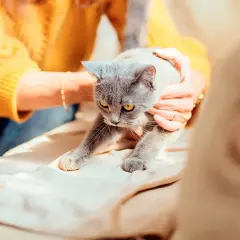 Un chat gris aux yeux jaunes semble désorienté, ses pattes avant tendues. Une personne le tient doucement, peut-être après une crise d'épilepsie.