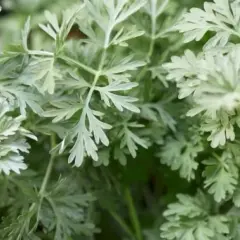 Czy piołun w tabletkach to naturalny pogromca tłuszczu? Porady