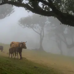 Kühe und Kälber grasen in einem nebligen Feenwald auf Madeira. Uralte Bäume ragen aus dem Dunst, ihre Äste wie Arme ausgestreckt.