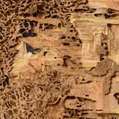 Struttura complessa di gallerie scavate dalle larve di termiti nel legno, con terra e detriti che formano un intricato nido.