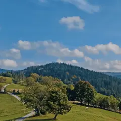 Zielony krajobraz Beskidów z krętą drogą, drzewami i lasem. To jedne z najpiękniejszych szlaków w Beskidach.