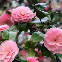 Magnifique camélia rose, prêt pour une exposition florale. Ses pétales délicats et ses feuilles vertes brillent sous la lumière.