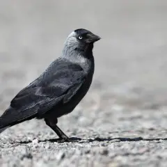 Ein schwarzer dole vogel mit hellblauen Augen steht auf steinigem Boden.