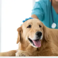 Veterinario examina a un perro golden retriever. La detección temprana del linfoma en perros es crucial para un tratamiento exitoso.