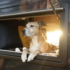 Un chien profite de l'aménagement camping-car pour chien, la tête à la fenêtre, observant le paysage.