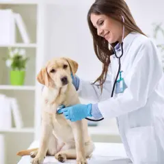 Veterinarios: Encuentra atención especializada y servicios cerca de ti