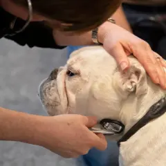 En veterinär lyssnar på en gammal hund som andas tungt med ett stetoskop. En hand vilar lugnande på hundens huvud.