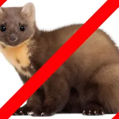 Symbol zakazu na wizerunku kuny. Dowiedz się, jak pozbyć się kuny z domu i ogrodu.