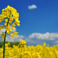 Kwiat rzepaku na tle błękitnego nieba. Zastanawiasz się, ile kosztuje tona rzepaku?