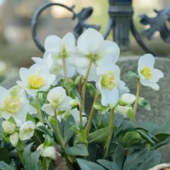 Weiße Christrosen blühen auf dem Grab, welche Blumen jetzt aufs Grab winterlich passen.