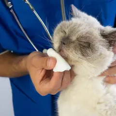 Wet nose of a cat being cleaned by a vet. The question of ile trwa koci katar jest ważna dla właścicieli.