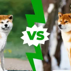 Akita Inu czy Shiba Inu? Który pies pasuje do Ciebie?