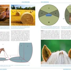 Atlas jeździectwa - klucz do rozpoczęcia bezpiecznej przygody jeździeckiej