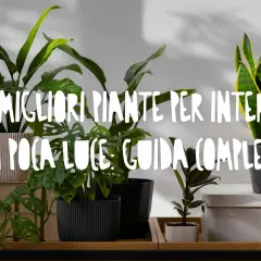 Piante da interno che prosperano con poca luce e poca acqua: una guida completa.