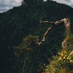Skalisty brzeg w górach Pieniny, z którego wyrasta samotne, powykręcane drzewo. W tle gęsty las i skaliste szczyty.