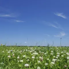 Kiedy siać koniczynę białą, aby uniknąć błędów w uprawie?