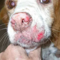 Primo piano del muso di un cane con lesioni cutanee rosse e infiammate, sintomo che la leishmaniosi è contagiosa da cane a cane.