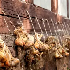 Zwiebeln ernten: Bündel von getrockneten Zwiebeln hängen an einer Holzwand, bereit zur Lagerung.