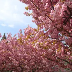 Kwiaty różowego **sakura drzewo** tworzą gęsty baldachim na tle błękitnego nieba.