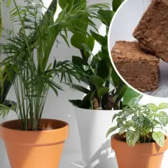 Ziemia kokosowa do jakich kwiatów? Idealna dla roślin doniczkowych, takich jak paprocie, zamiokulkasy i sansewierie. W rogu kostki z włókna kokosowego.
