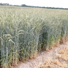 Zielone łodygi żyta jarego pną się ku niebu, tworząc gęsty, falujący dywan. Na skraju pola widać suche, pożółkłe źdźbła.