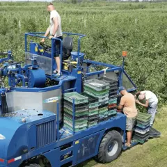 Kiedy sezon na wiśnie? Sprawdź, kiedy są najlepsze do zbioru