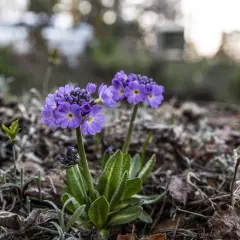 Två lila primula utomhus blommar i det torra lövverket.