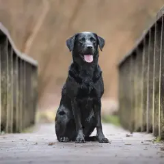 Czarny labrador, być może najdłużej żyjący labrador w Polsce, siedzi na drewnianym moście, z językiem na wierzchu.