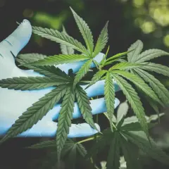 Mano guantata blu esamina foglie di canna, studiando i potenziali effetti delle canne sull'umore e sul benessere.