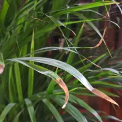 Calathea zasychanie brzegów liści. Brązowe końcówki liści wskazują na problem z wilgotnością lub podlewaniem.