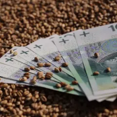 Pieniądze i ziarna pszenicy. Cena pszenicy w Zamościu może być wysoka, jak sugerują banknoty 100 zł.