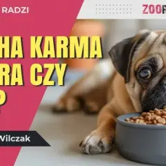 Sucha karma dla psa: zdrowa czy szkodliwa? Poznaj fakty