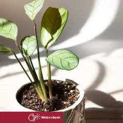 Delikatny kwiat calathea w ceramicznej doniczce, oświetlony słońcem. Liście z wyraźnym wzorem, rzucające cień.
