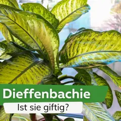 Dieffenbachia, eine beliebte Zimmerpflanze, ist giftig. Ihre großen, bunten Blätter sind ein Blickfang, doch Vorsicht ist geboten.