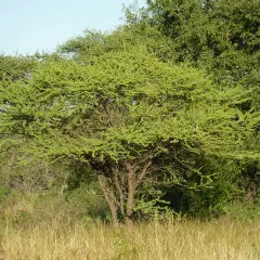 Un albero spinoso domina il paesaggio, circondato da altre piante della savana. L'erba secca e il cielo azzurro completano la scena.