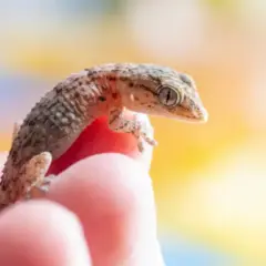 Pequeña salamanquesa en un dedo, curiosa por saber cuanto vive una salamanquesa.