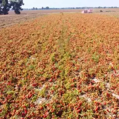 Ogromne pole z dojrzałymi pomidorami, gotowymi do zbioru. To efekt udanej uprawy pomidorów w gruncie.