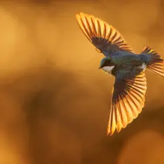 A beautiful bird in flight photography, wings spread wide, catching the golden light of sunset.